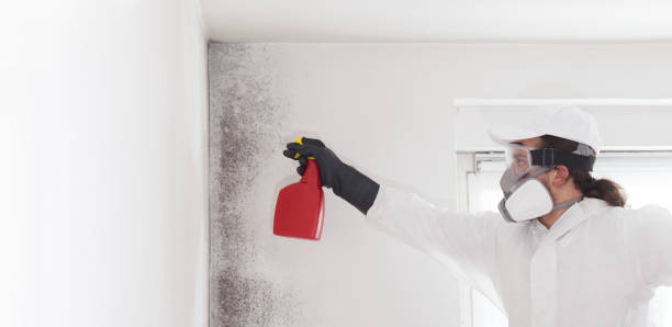 Best Professional Mold Removal  in Mcchord Af, WA